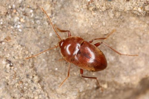 Speonomus bonvouloiri